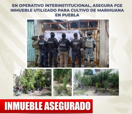 ASEGURAN INMUEBLE CON 60 PLANTAS DE MARIHUANA TRAS OPERATIVO INTERINSTITUCIONAL DE LA FGE Y FUERZAS FEDERALES EN LA CAPITAL